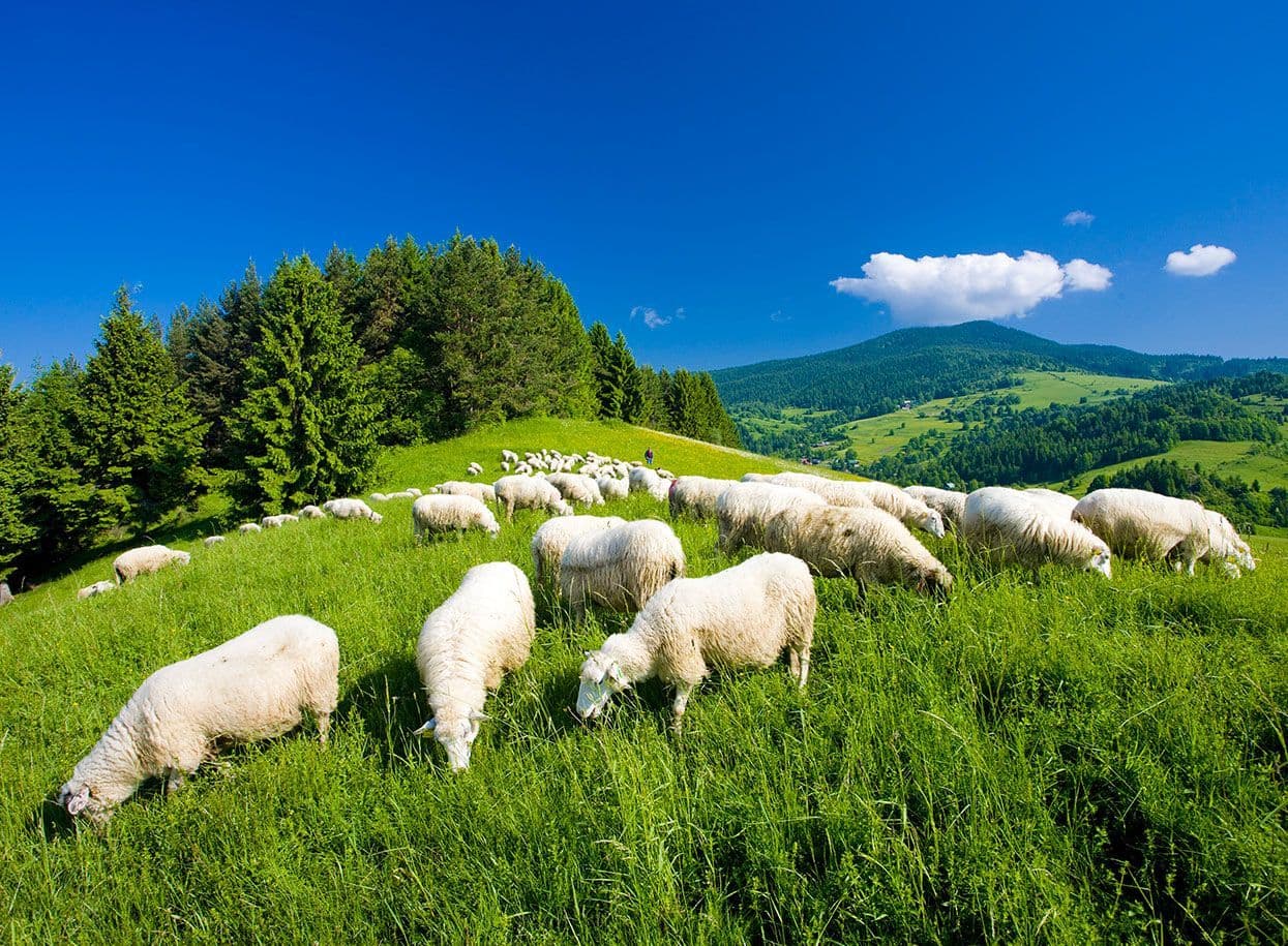 banner_bryndza_1245x915 (1).jpg